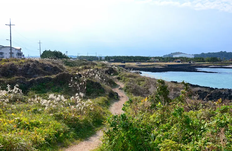 秋末冬初還可以看到芒草