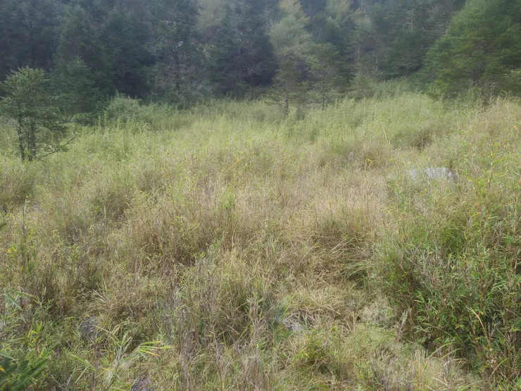 下雨了，稍微脫離箭竹地獄沒那麼高又密，至少不會整個人都被封在裡面。