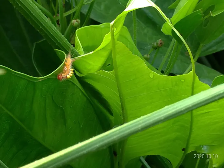 蒙特登慈菇，自拍
