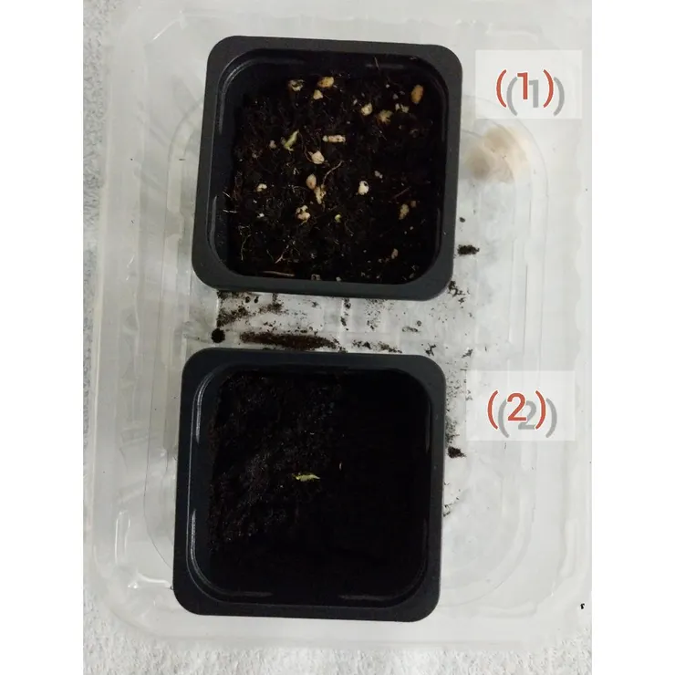 種子在泥土生長