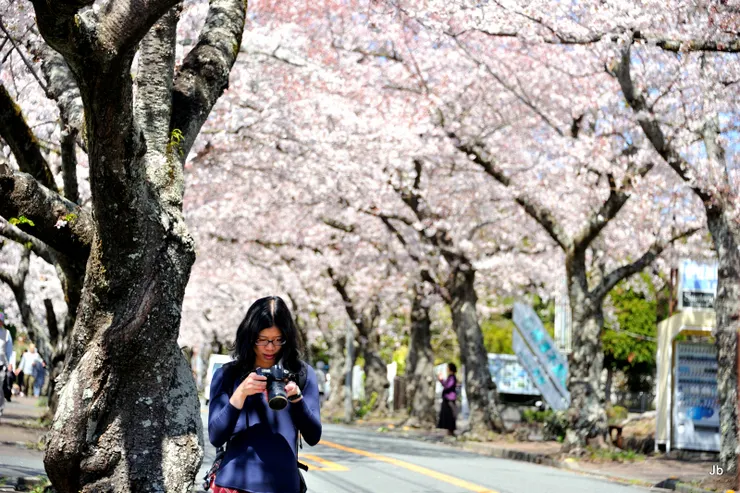 櫻並木通，女兒查看所拍照片。