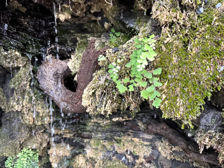 在園藝店賣得貴貴的鐵線厥。