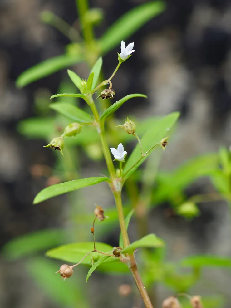 繖花龍吐珠、水線草、白花蛇舌草；攝於台南官田自家庭院路旁，常見於平地至低海拔地區http://kplant.biodiv.tw/繖花龍吐珠/繖花龍吐珠.htm