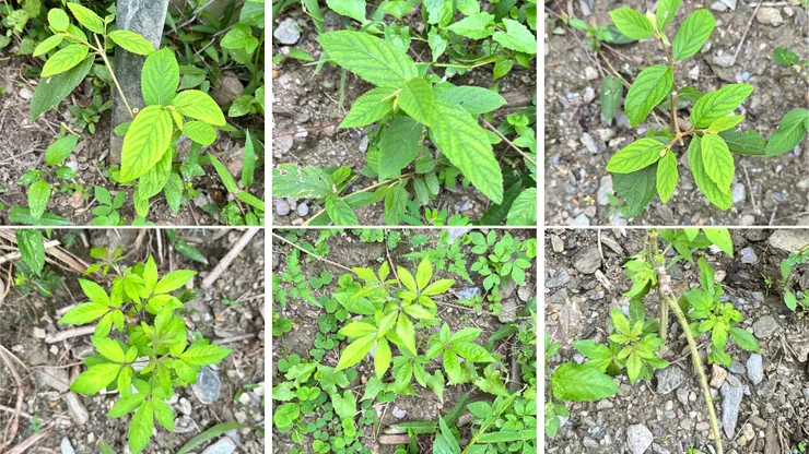 林地邊界的黃荊與杜虹扦插苗，新葉初展，顏色明亮。