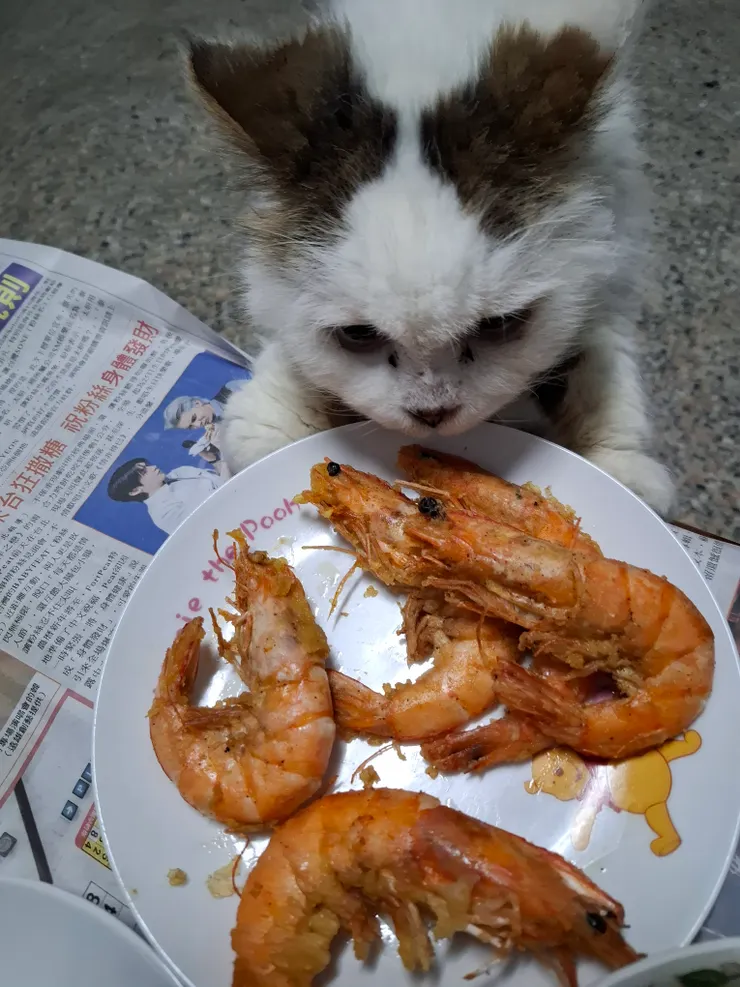 我不管。阿姨快回來剝蝦蝦給我吃。