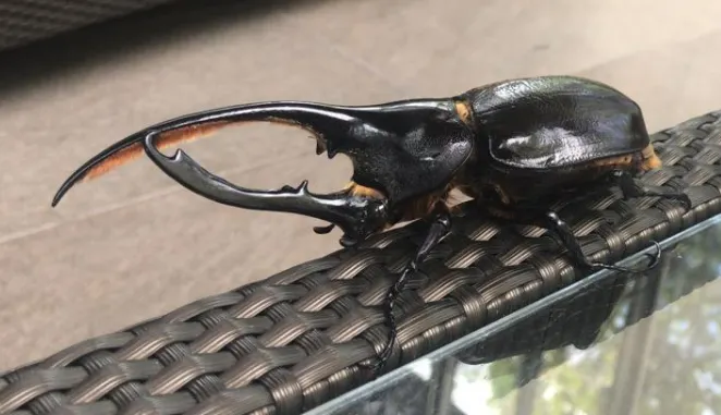 © ma_izurieta 的觀察紀錄