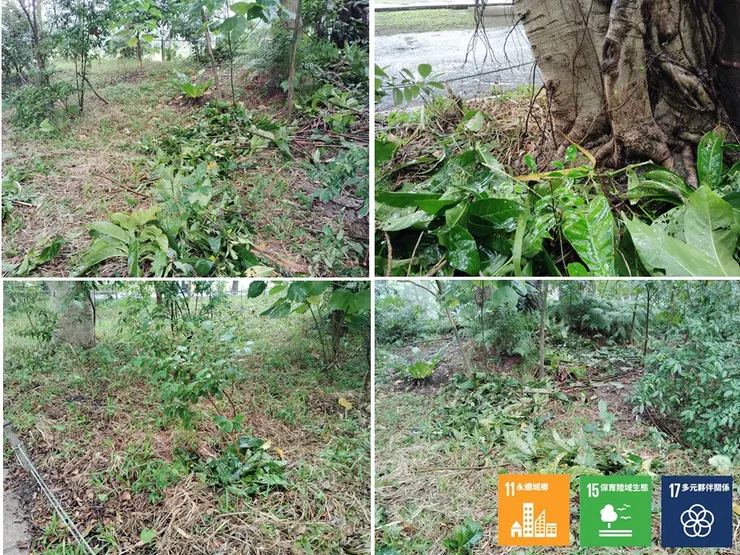 部份多餘的枝葉堆覆小森林的裸域及植栽旁,將有機養分回歸土壤(有酸藤耶^^)