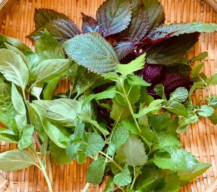 薄荷,香蜂草,九層塔,紫蘇