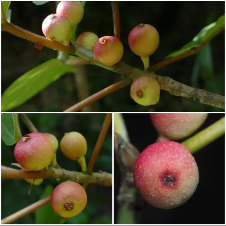 天仙果（Ficus erecta）