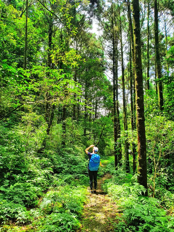 進入一段柳杉人造林中,此時居然有短暫陽光曬落林間,真是名符其實的綠光森林
