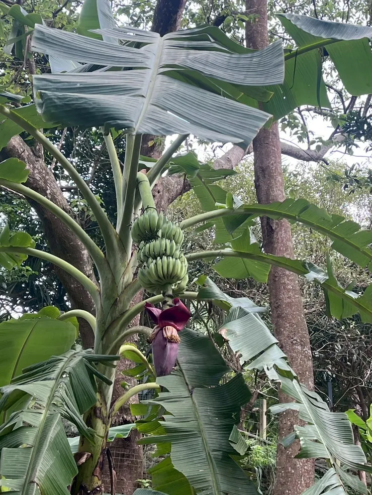 抬頭還發現香蕉