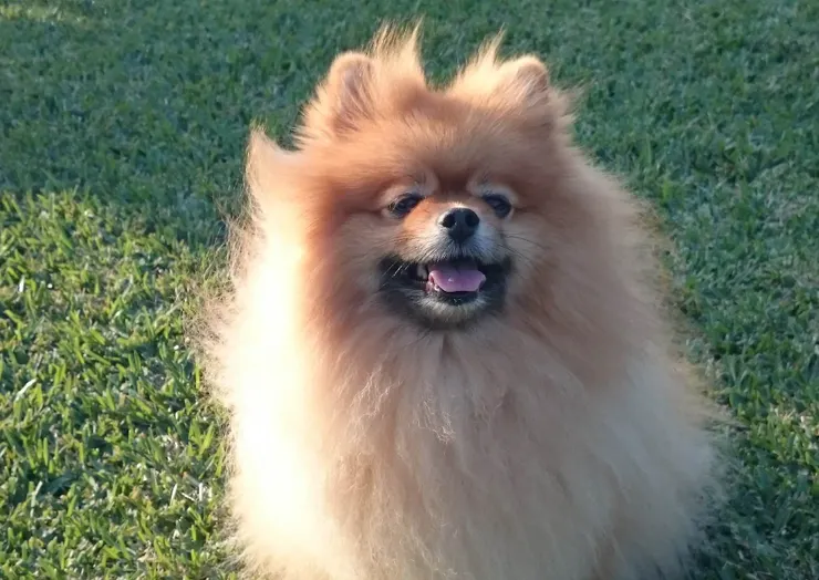 每天出現在我手機裡的，草地上的笑臉波