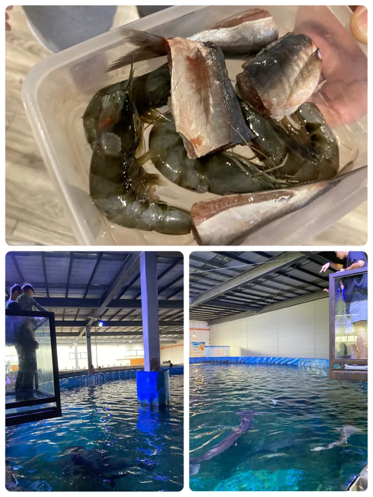 餵鯊魚體驗一次300元