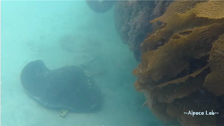 超大超可愛!他還會時不時跑到岸邊接近人類XD