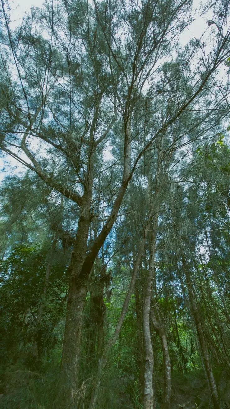 分享些七星潭保安林的照片