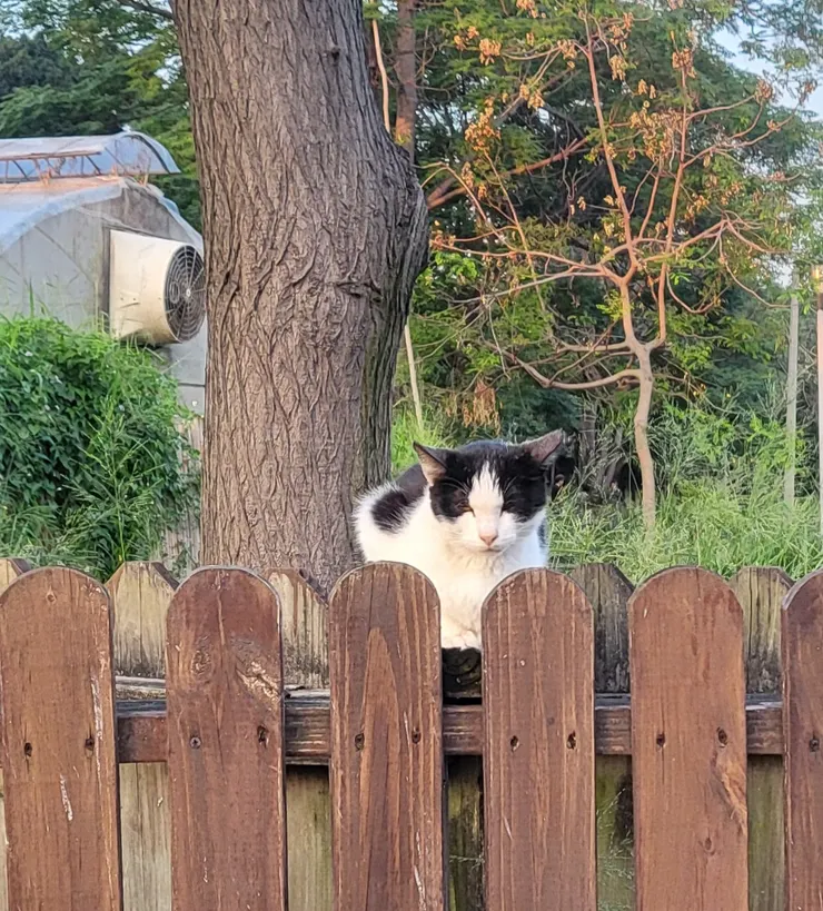 興大茶園.一隻流浪貓