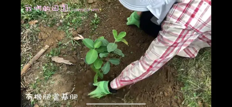 種植紅寶石芭樂