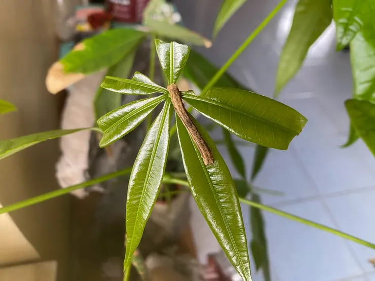 蟲蟲&蟲蟲愛吃的嫩葉