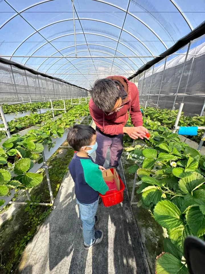 「這顆熟了屁股紅紅粉粉的可以採了！」 細心的農家介紹並示範完，我家也出現偽草莓達人😄！