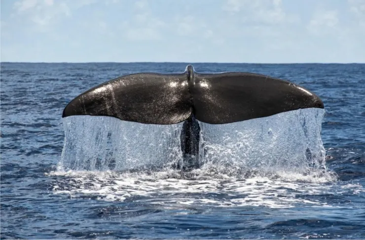 抹香鯨的尾翼