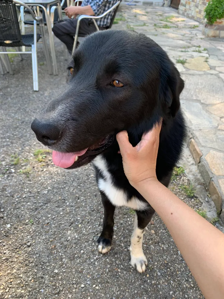 圖八：叫名字就過來給摸的店狗 🤗