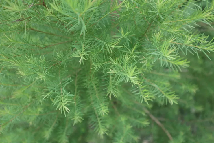 活賀村有機澳洲茶樹