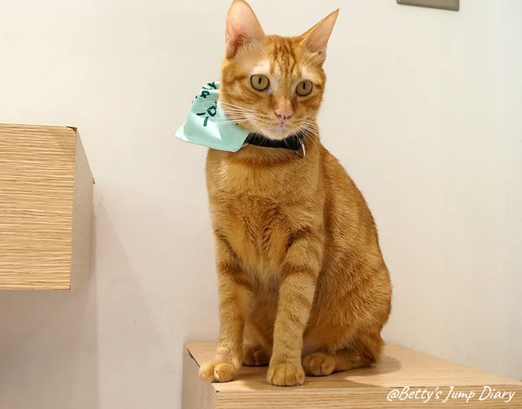 ▲踏踏咖啡-貓咪/圖片來源：Betty's Jump Diary