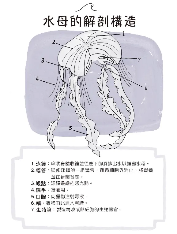 水母的解剖構造，即使是插畫，也能詳盡描繪水生動植物的構造，作者的堅持表露無遺。