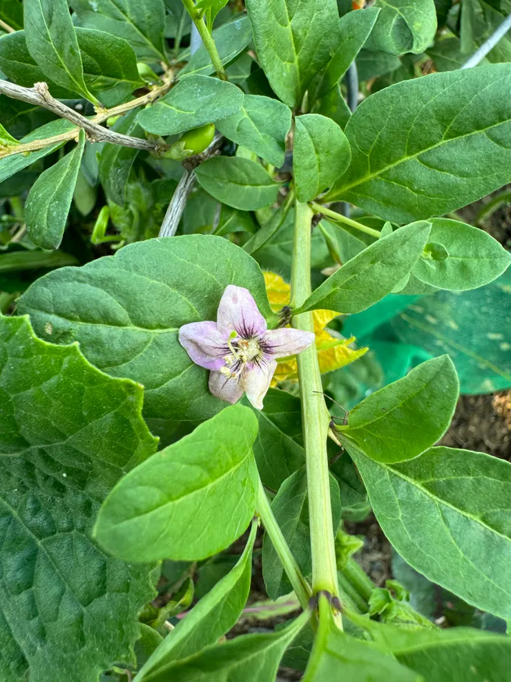 枸杞的花，五瓣，很美。