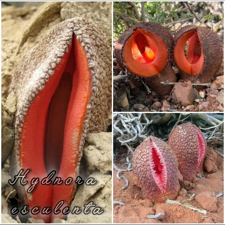 食用鞭寄生（Hydnora esculenta）
