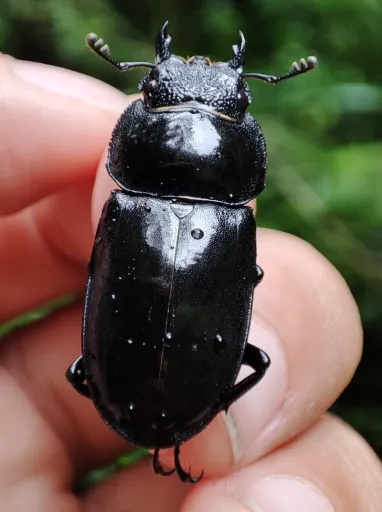 © Carson Yang 的觀察紀錄