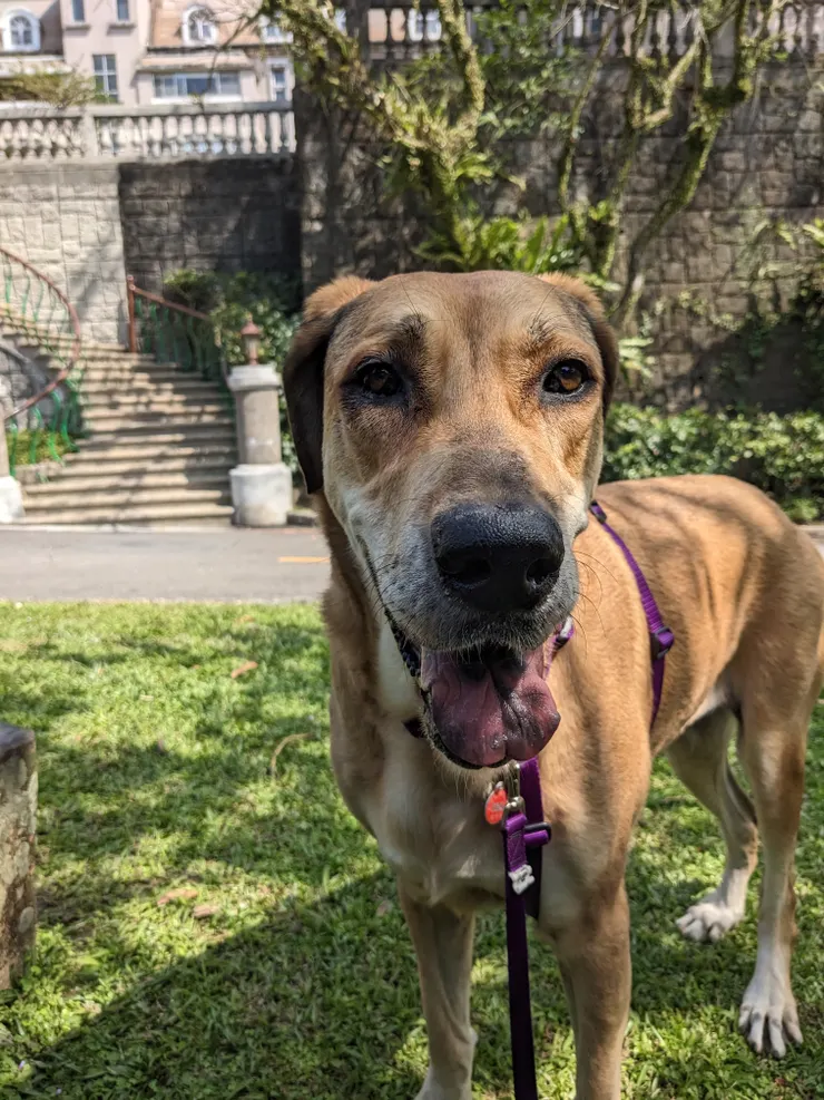 天氣正好，完美的散步天氣。