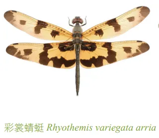 【91】台灣森林昆蟲標本館.pdf