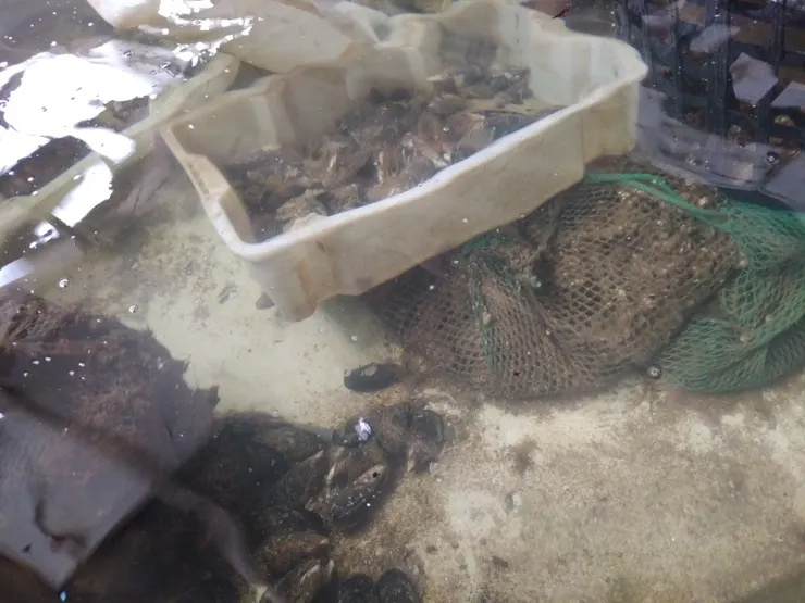 採收後畜養於水槽之淡菜，依然需進行清潔等步驟後才可銷售