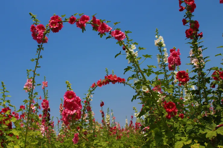 蜀葵的莖條十分蔓長，攢生在枝條上的花朵又多又美，只要稍加調整，就是ㄧ道道渾然天成的花拱門，最適合在花光燦爛裡留下春遊的倩影。(攝於台南學甲的蜀葵花海。)