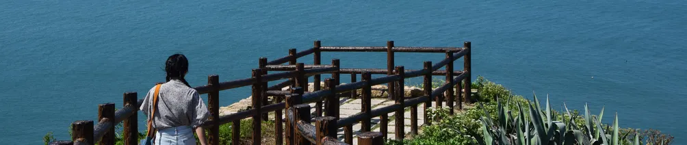 熱帶亞熱帶的熊的沙龍