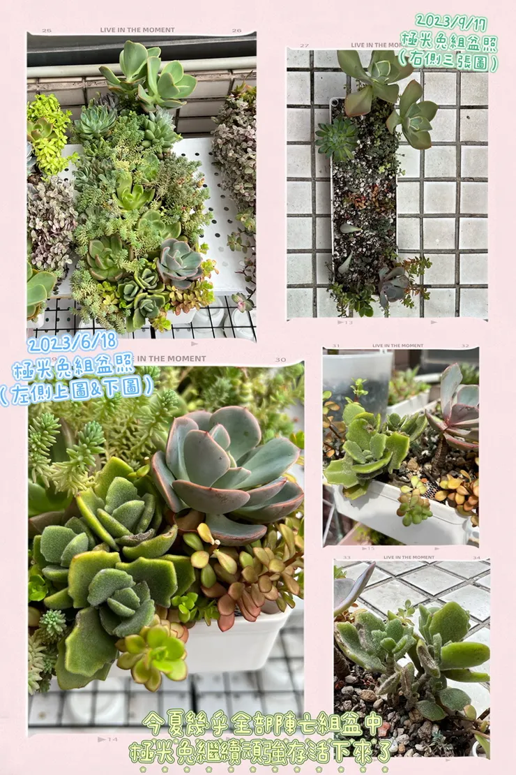 看看右上角那張照片，跟左邊的綠意盎然落差真大啊！