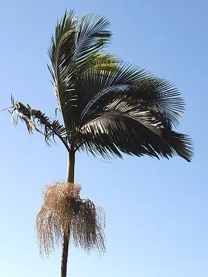 src