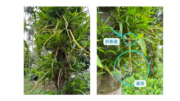 (左) 莖節各處冒出高芽的流蘇石斛   (右) 流蘇石斛莖折斷後，末稍冒出了高芽