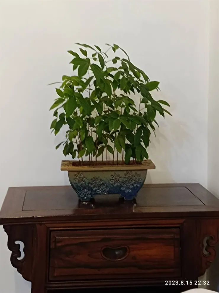 愛妻神秘女子最滿意的成果