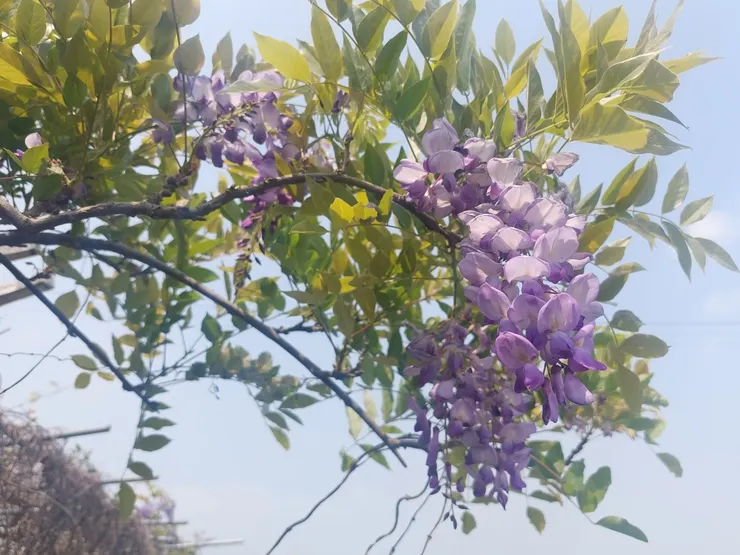 空氣中洋溢著紫藤花香，讓人醺然欲醉