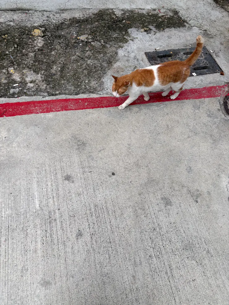 我跟橘子還在撐｜牠開始會自己走向我了