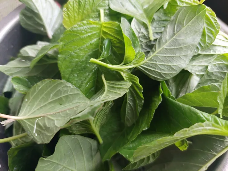 水汪汪的野莧菜,風味可是比家莧還要好