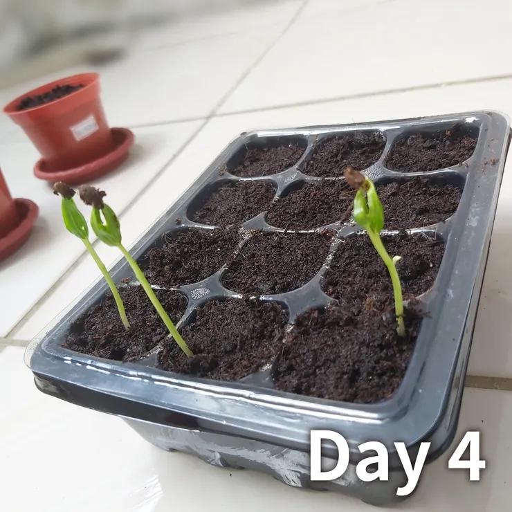 看我喪心病狂的夾珍珠石🤣