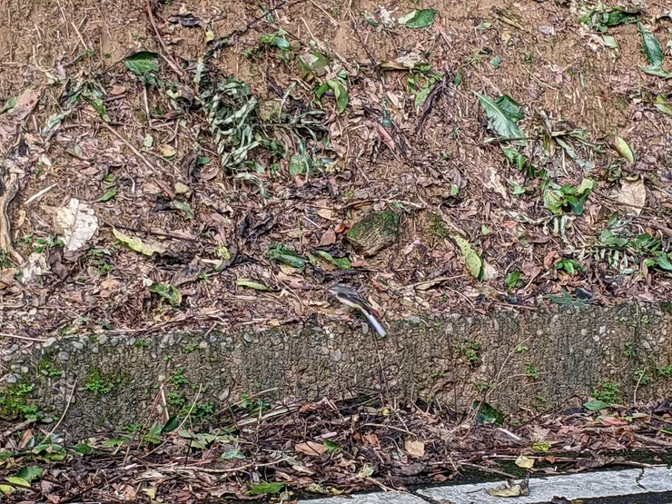 有找到嗎？融合進背景呢