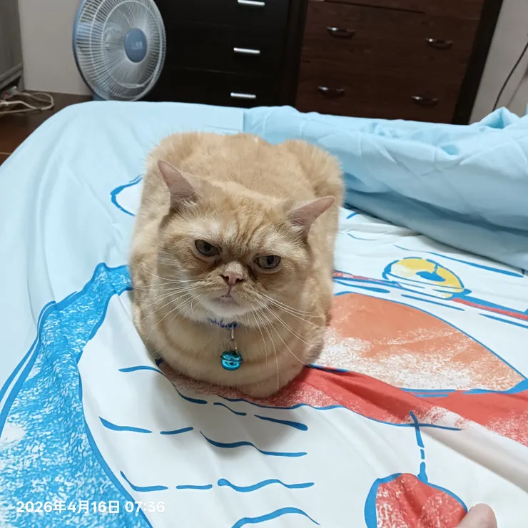 自拍