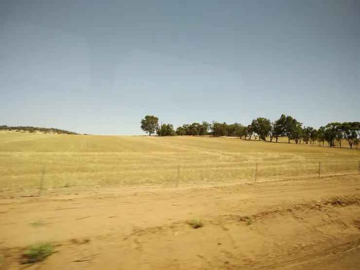 小麥田及夕陽相伴返家漫長的路程