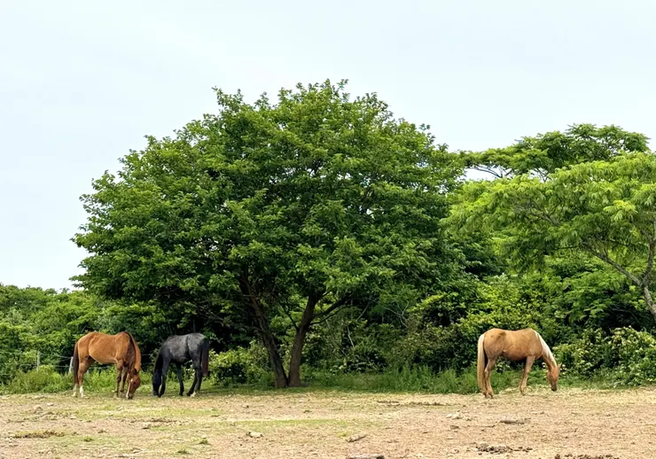 大島むなかた牧場