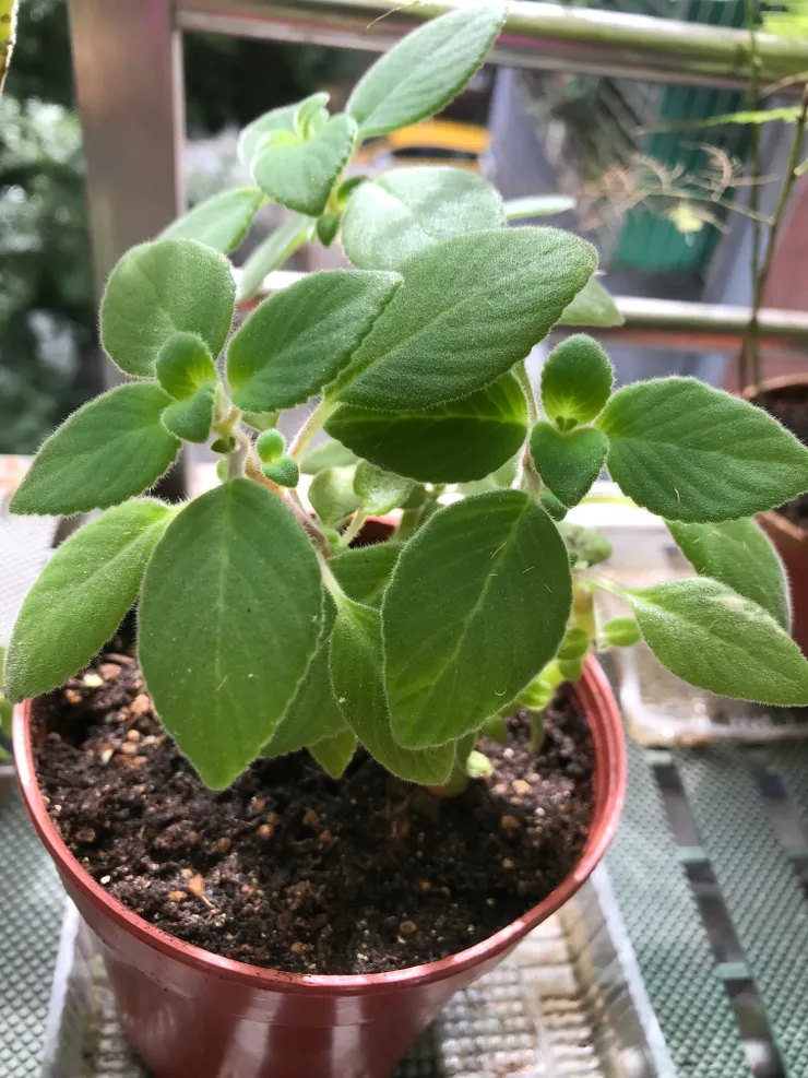 海豚花 插枝4吋盆(近拍)