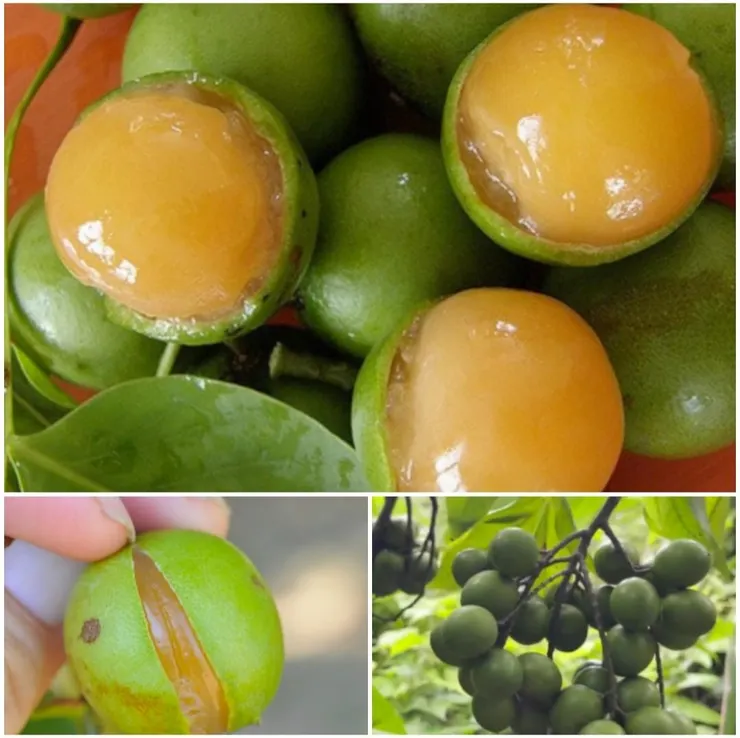 蜜莓(Melicoccus bijugatus Jacq)